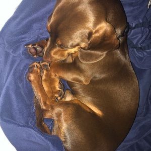 Meet your Posher, Dawn